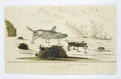 Beetles and Grasshopers (to be identified)