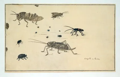 Beetles, chafers and grasshoppers (to be identified)