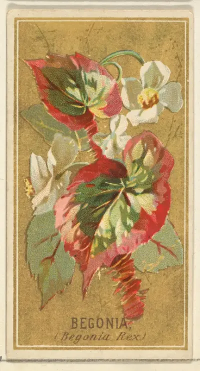 Begonia (Begonia Rex), from the Flowers series for Old Judge Cigarettes