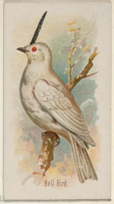 Bell Bird, from the Song Birds of the World series (N23) for Allen & Ginter Cigarettes