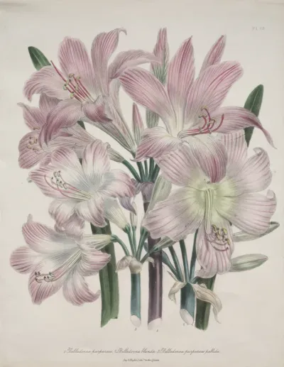 Belladonna Lily:  Amaryllis belladonna