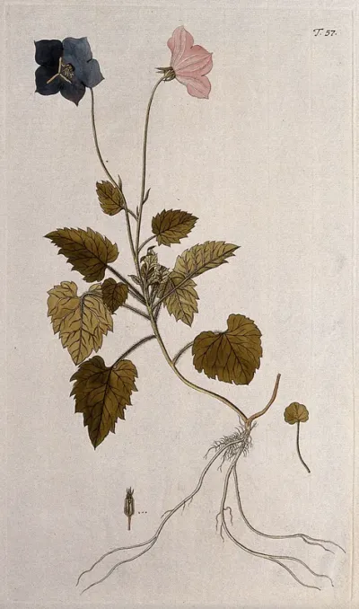 Bellflower (Campanula carpatica Jacq.): flowering stem with root and separate leaf, fruit and seed