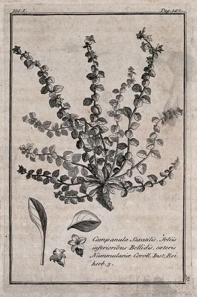 Bellflower (Campanula saxatilis): flowering plant with separate leaves and flowers