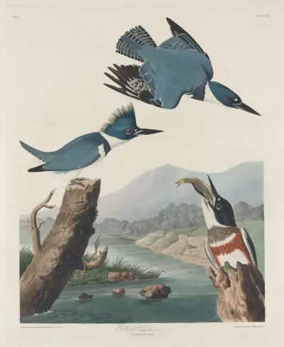 Belted Kingsfisher