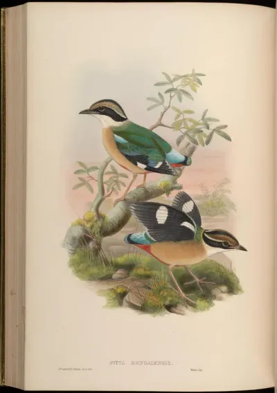 Bengal Pitta