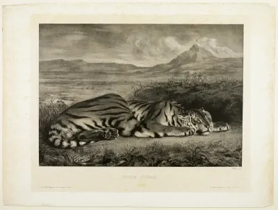 Bengal Tiger
