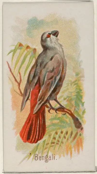 Bengali, from the Song Birds of the World series (N23) for Allen & Ginter Cigarettes
