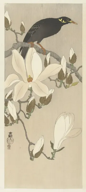 Beo op bloeiende magnoliatak