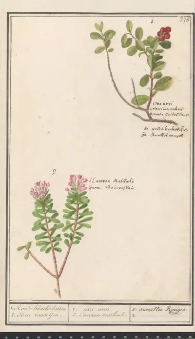Berendruif (Arctostaphylos uva-ursi) en Scherp peperboompje (Daphne cneorum )