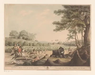 Berenjacht in India
