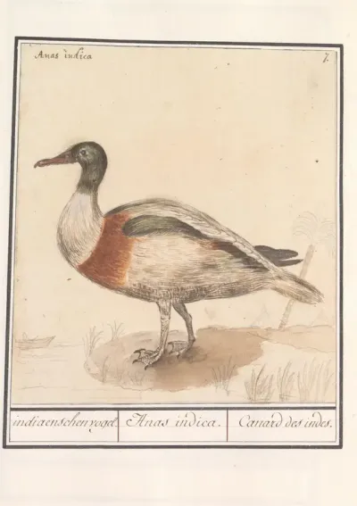 Bergeend (Tadorna tadorna)
