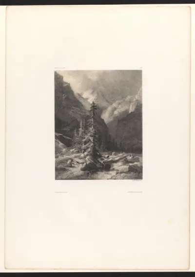 Berglandschap met naaldbomen en beek