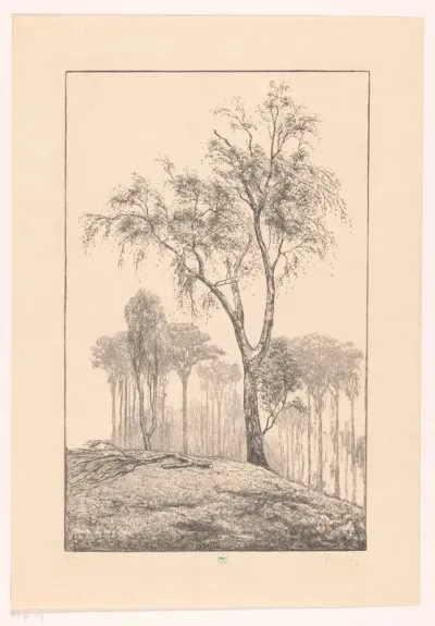 Berken op heuvel