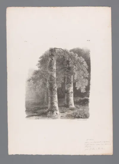 Berkenbomen in het bos