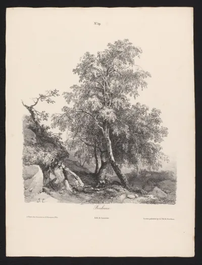 Berkenbomen tussen de rotsen