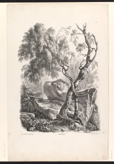 Berkenboom in een boslandschap