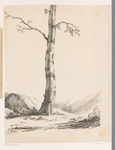 Berkenstam in heuvelachtig landschap