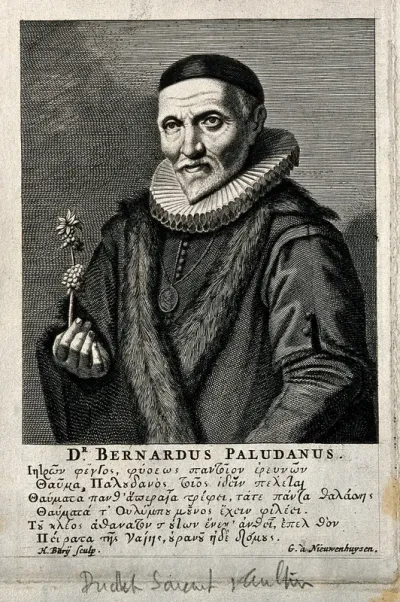 Bernardus Paludanus