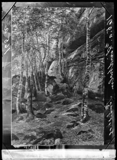 Berndt Lindholm: "Pyökkimetsä)" vuodelta 1889