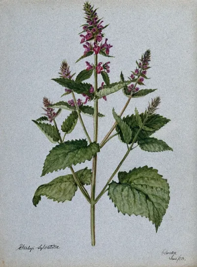 Betony (Stachys officinalis): flowering stem