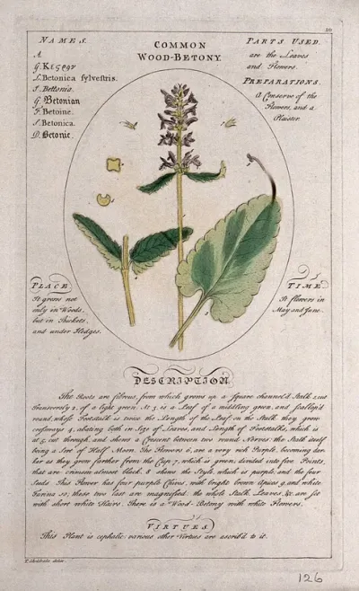 Betony (Stachys officinalis (L.) Trev.): flowering stem with separate leaves, floral segments and sections of root and a description of the plant and its uses