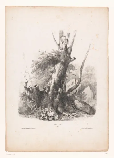 Beuk in een rotslandschap