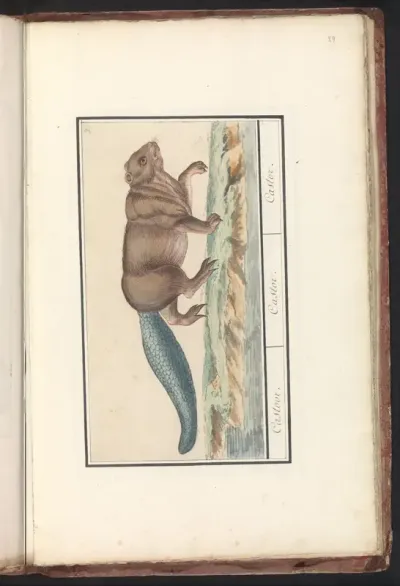 Bever (Castor)