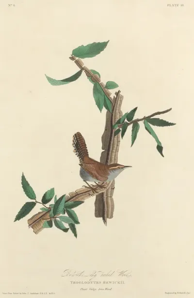 Bewick's Long-tailed Wren