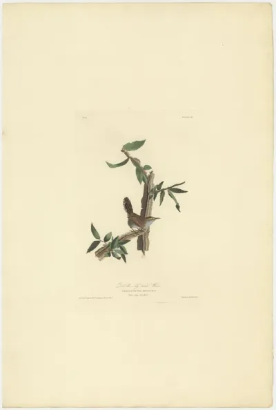 Bewick's Long tailed Wren