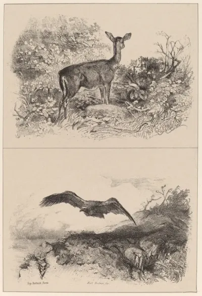 Biche, Aigle
