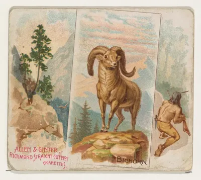 Bighorn, from Quadrupeds series (N41) for Allen & Ginter Cigarettes