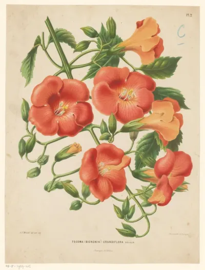 Bignonia