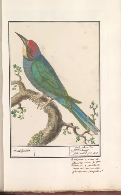 Bijeneter (Merops apiaster)