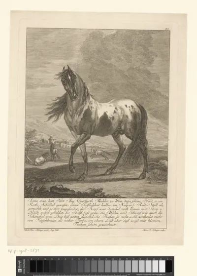 Bijzonder paard