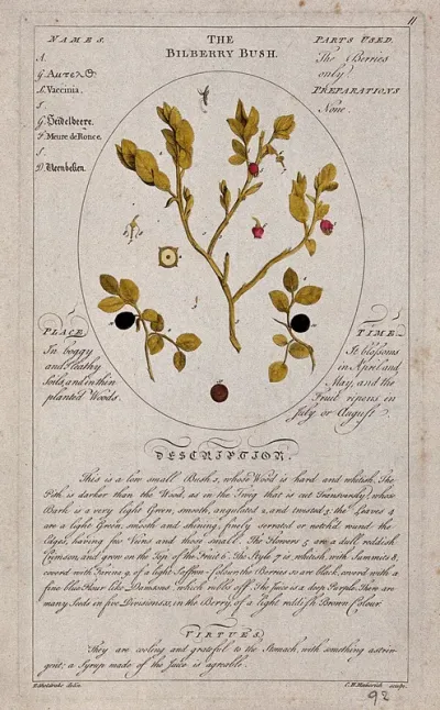 Bilberry plant (Vaccinium myrtillus L.): flowering and fruiting stems with separate floral segments and a description of the plant and its uses