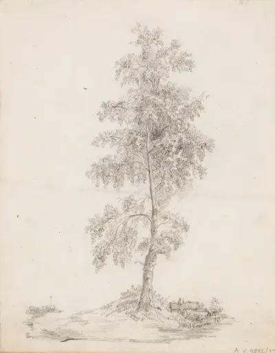 Birch