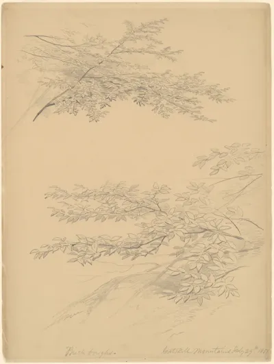 Birch Boughs, Catskill Mountains