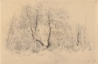 Birch Grove
