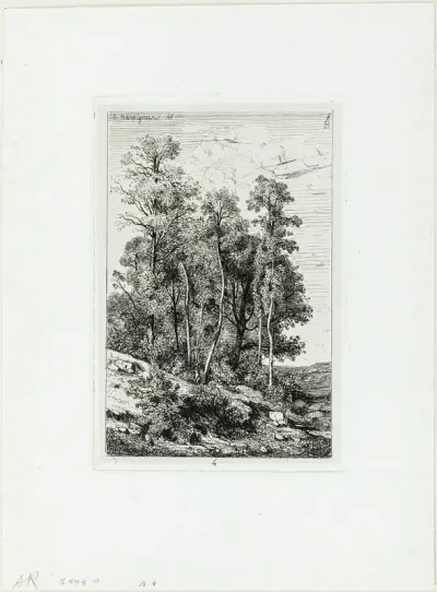 Birches and Oaks
