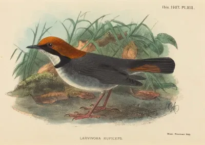 Bird (Larvivora Ruficeps)