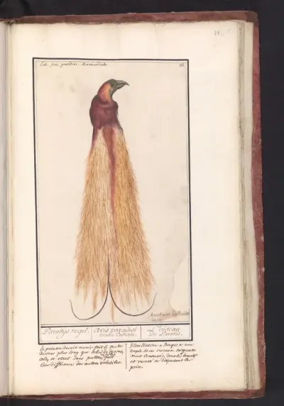 Bird of paradise (Paradisaea apoda)