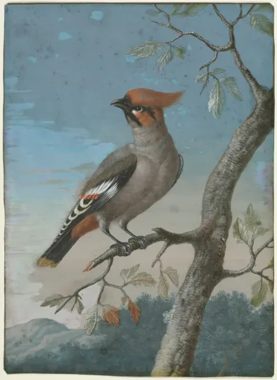 Bird Study: Bohemian Waxwing