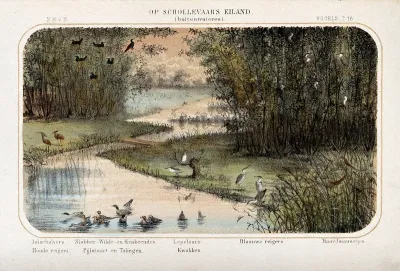 Birdlife on the inland waters of Cormorant's Island, The Netherlands