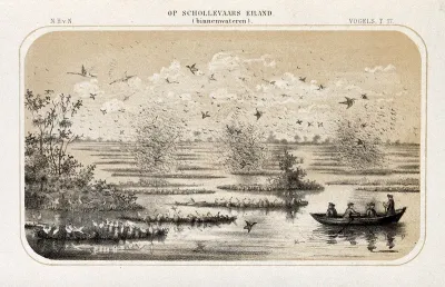 Birdlife on the outlying waters of Cormorant's Island, The Netherlands