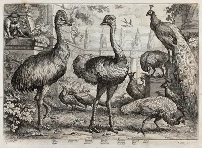 Birds and animals in a neo-classical garden: ape, cassowary, pheasant, ostrich, swallow, peacocks and peahens