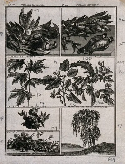 Birds and plants from Persia, including turtledoves, senna plant, terpentine plant, pomegranate flowers and tree and pumpkin
