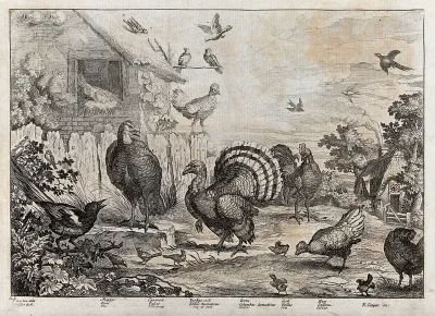 Birds in a farmyard: magpie, sparrow, turkey, dove, cockerel and hen