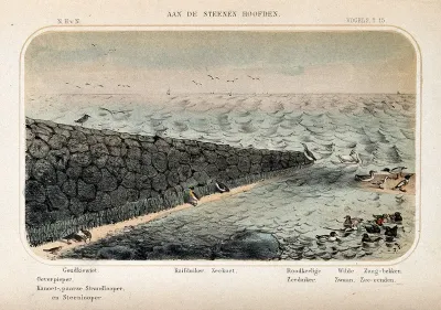 Birds living around a stone breakwater shown in their natural surroundings