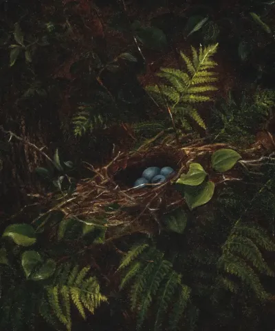 Bird's Nest and Ferns