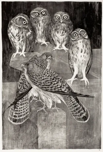 Birds of Prey